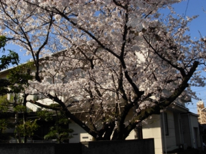 サクラ